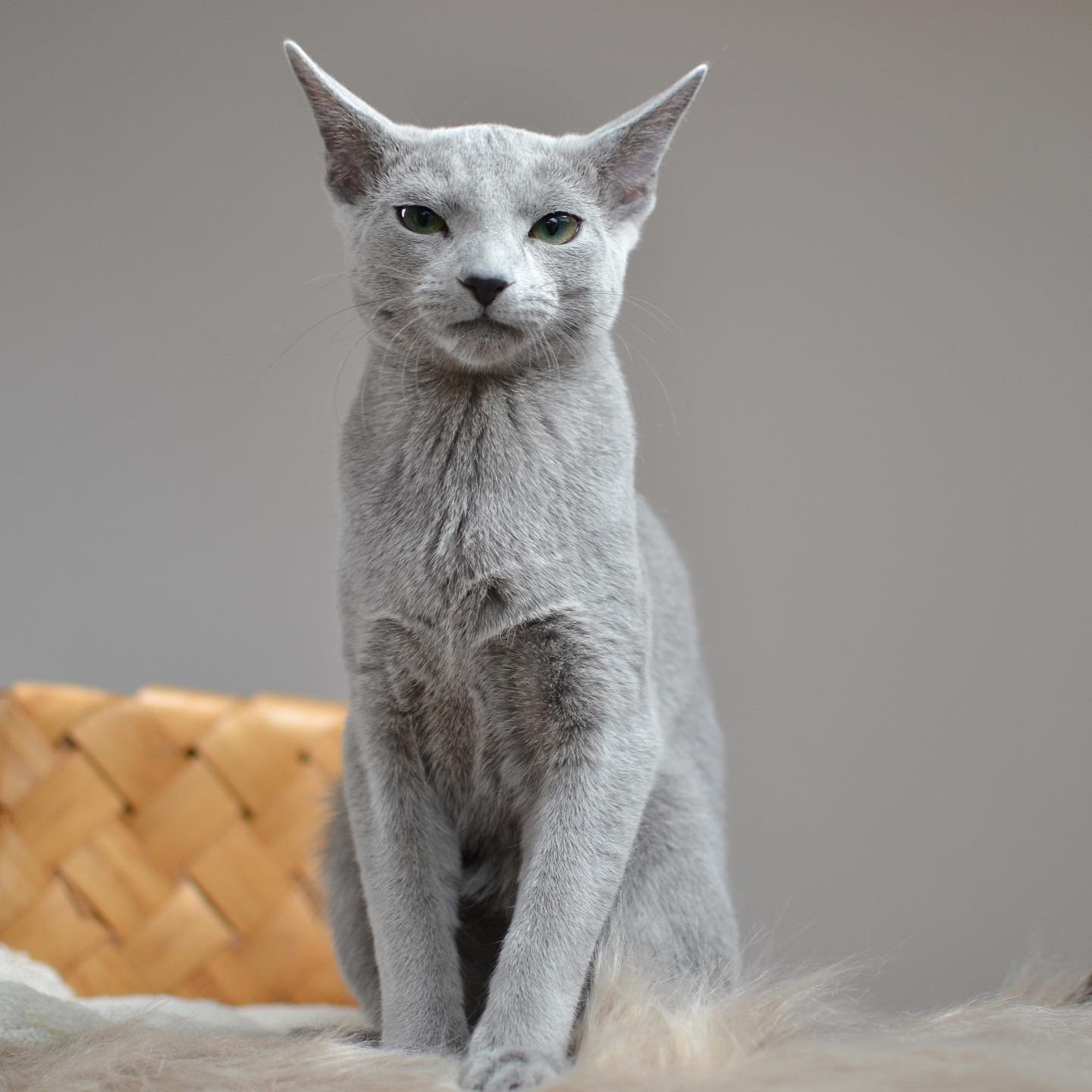 Duchess - Adult Russian Blue Cat